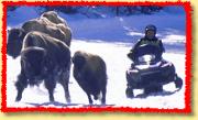 snowmobile harassing bison